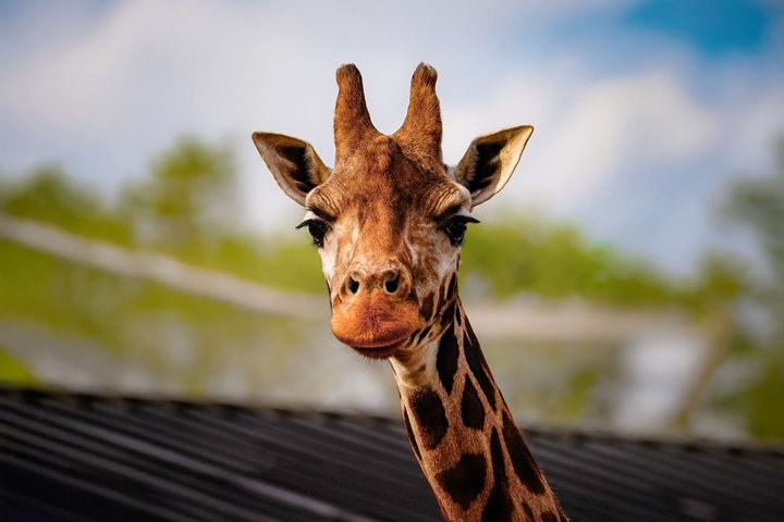 ZSL London Zoo Tickets - Photo 1 of 9